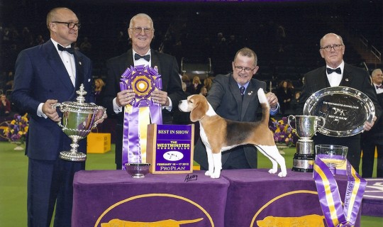 Westminster Dog Show