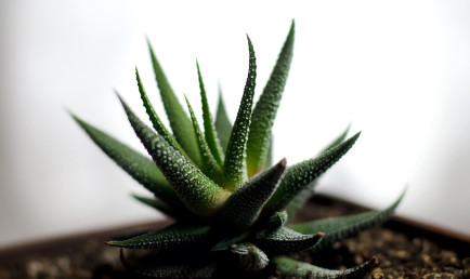 Succulent clippings from around the CMC campus were sent to students who signed up for mystery boxes